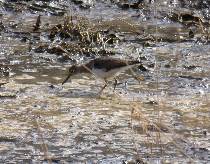 Solitary Sandpiper - ML95843211