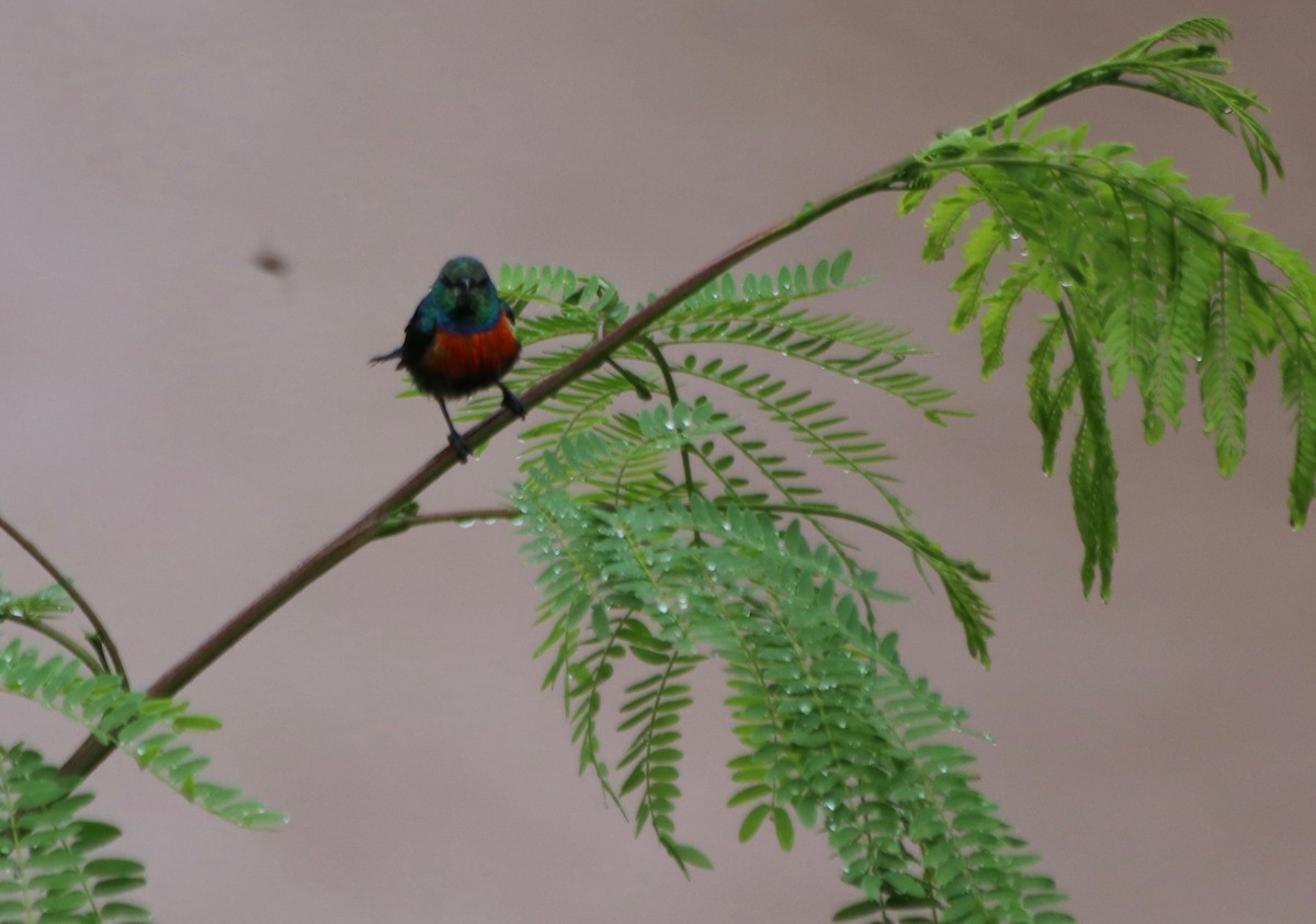 Black-bellied Sunbird - ML95844081