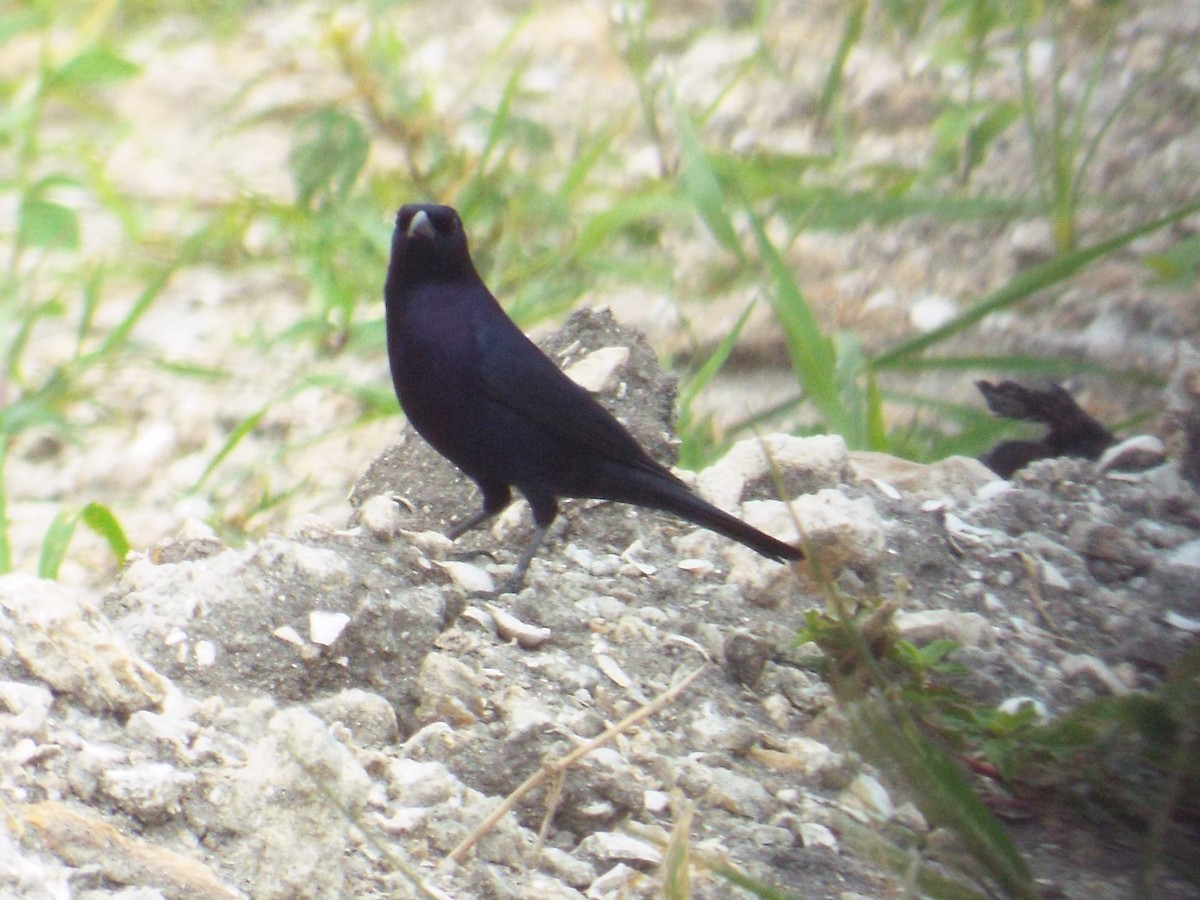 Shiny Cowbird - ML95844661