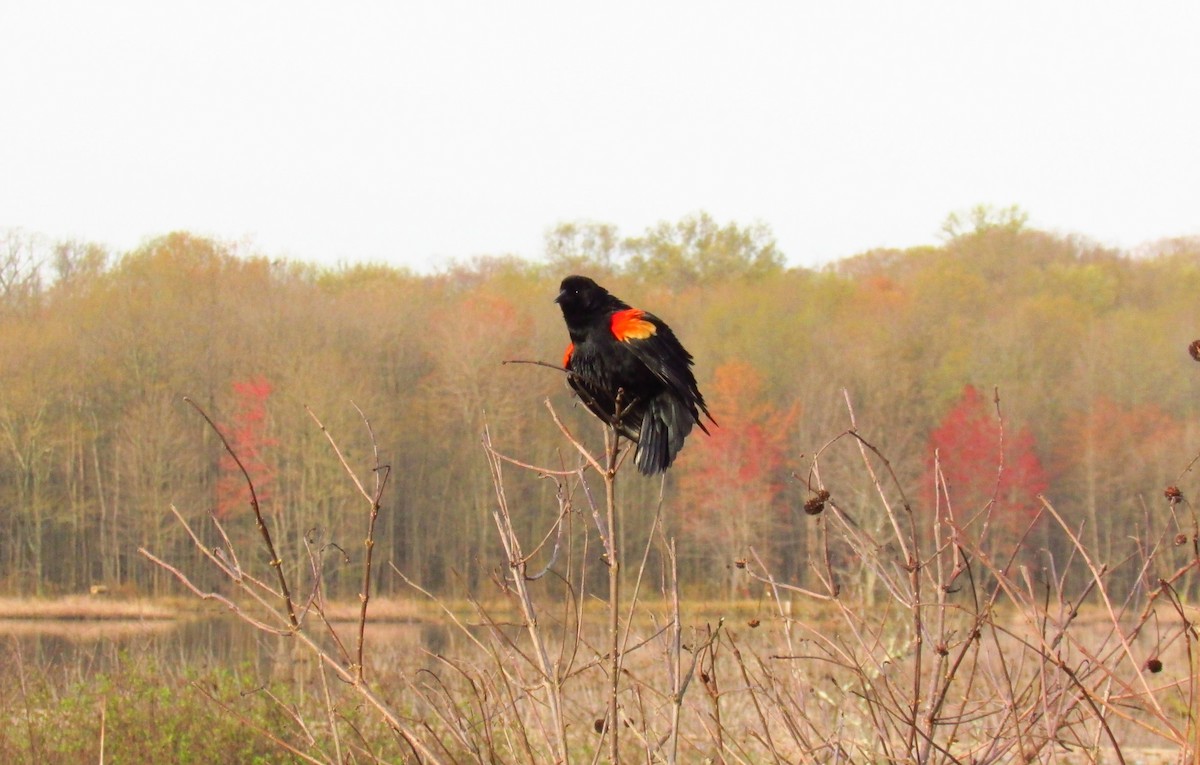 Red-winged Blackbird - ML95847191