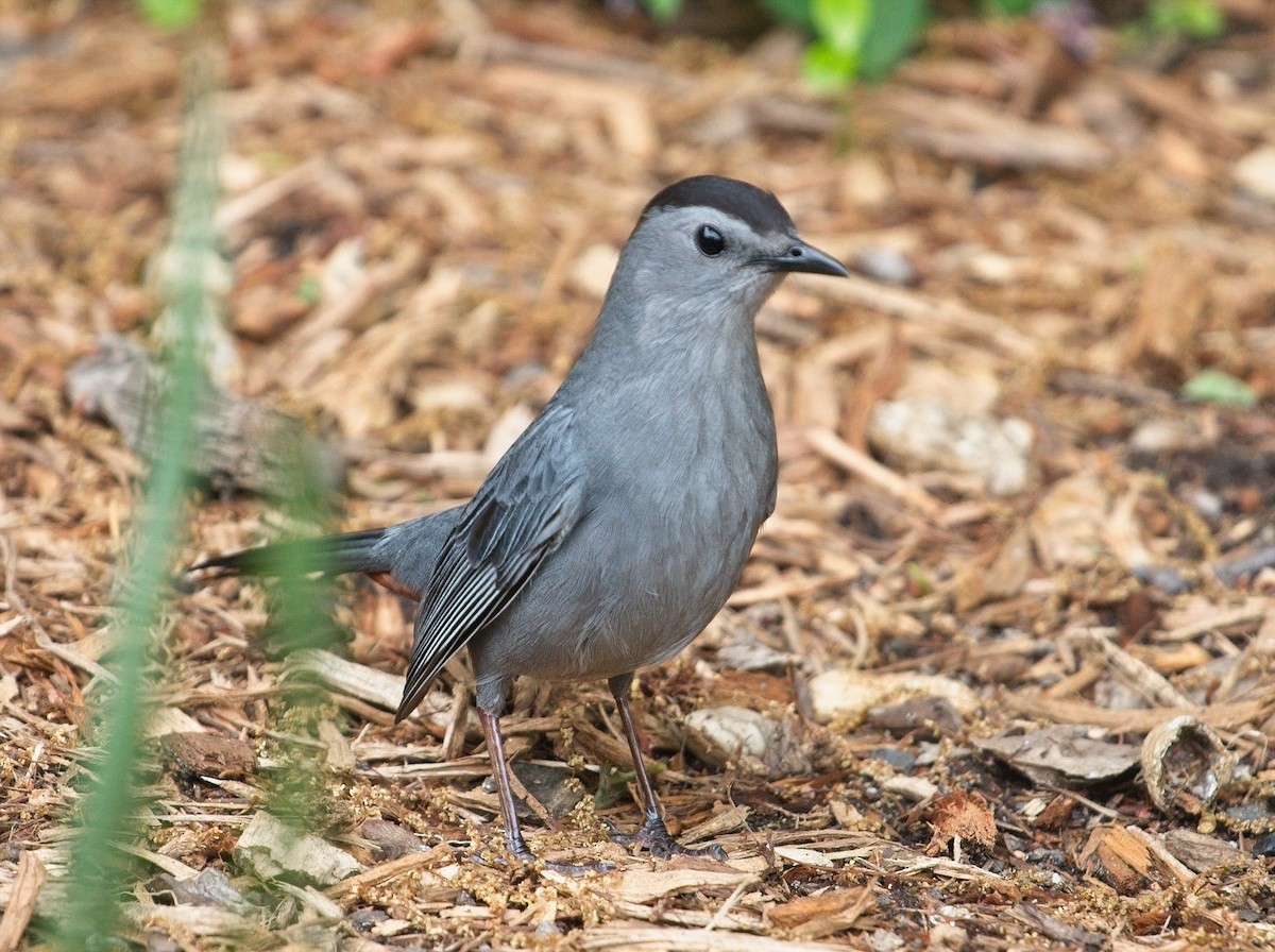 Gray Catbird - ML95847251