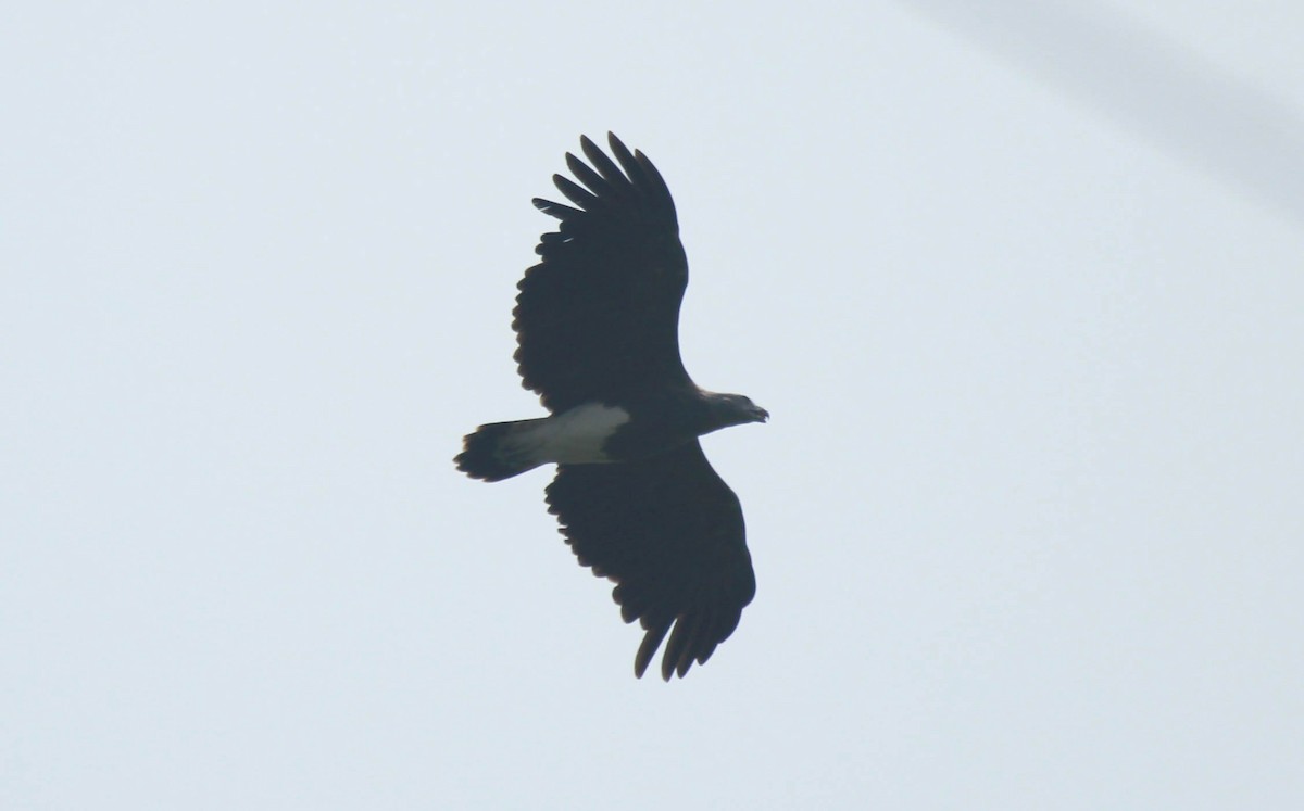 Lesser Fish-Eagle - ML95847301