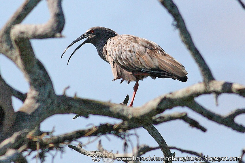 ibis běločelý - ML95847331