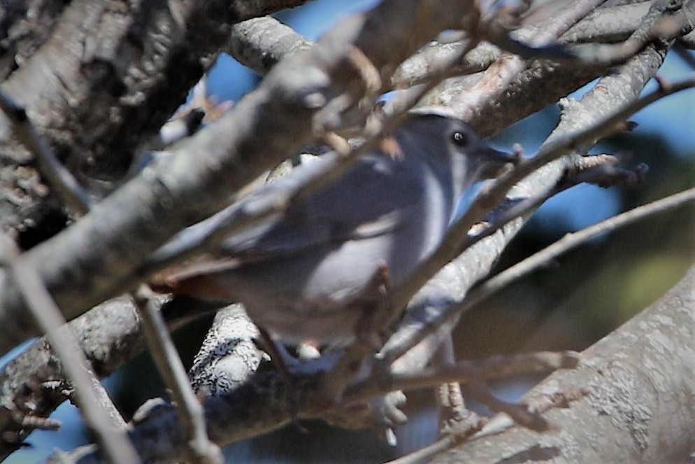 Pájaro Gato Gris - ML95849071