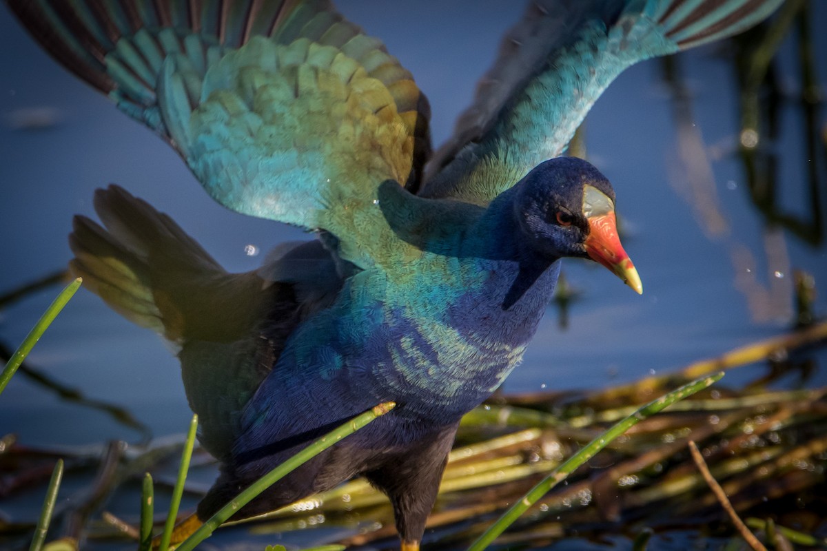 Purple Gallinule - Robert Kirk