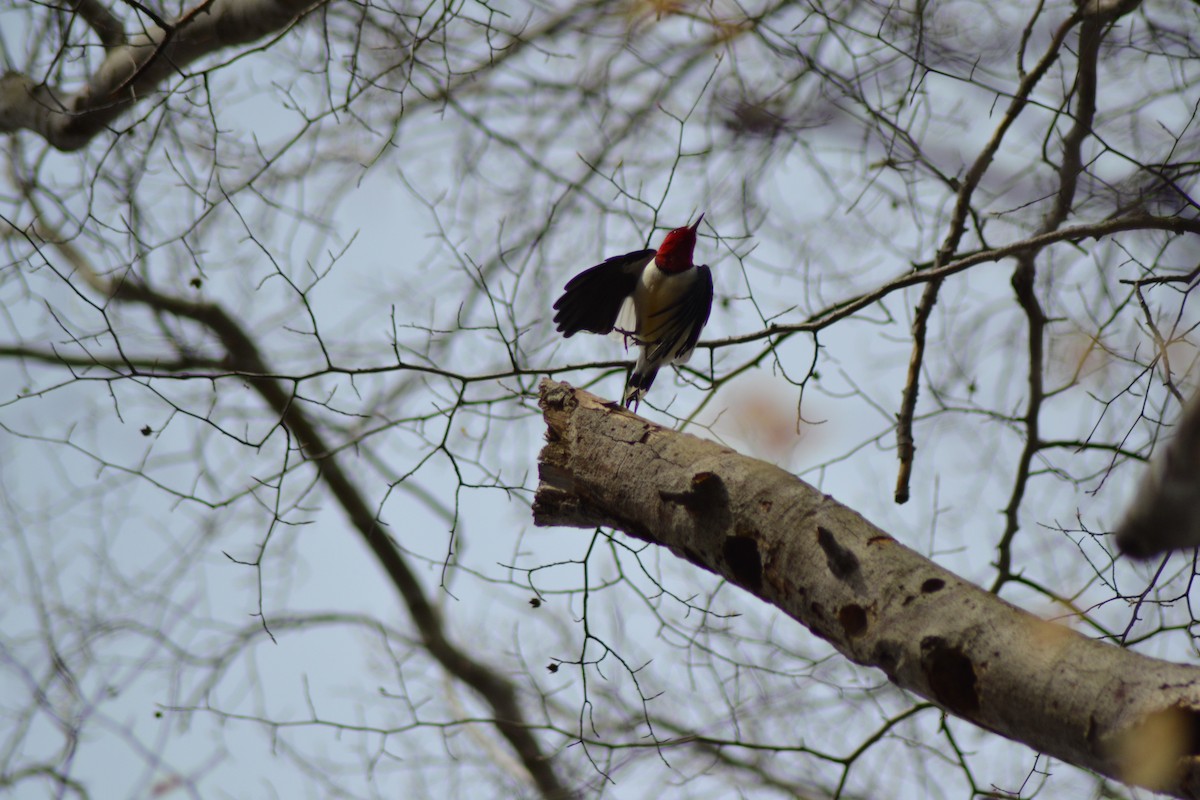 Red-headed Woodpecker - ML95851931
