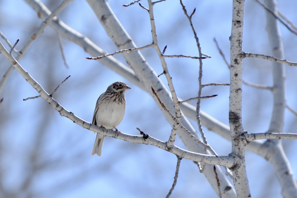 Vesper Sparrow - ML95852141
