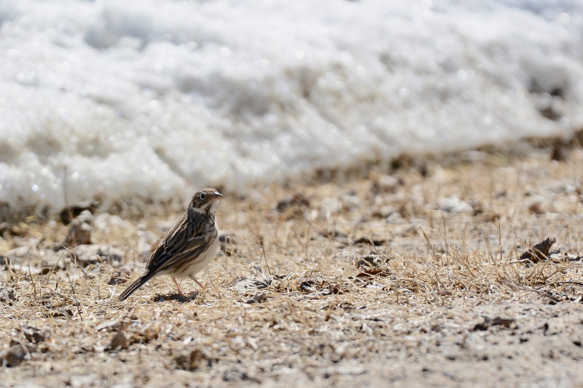 Vesper Sparrow - ML95852381