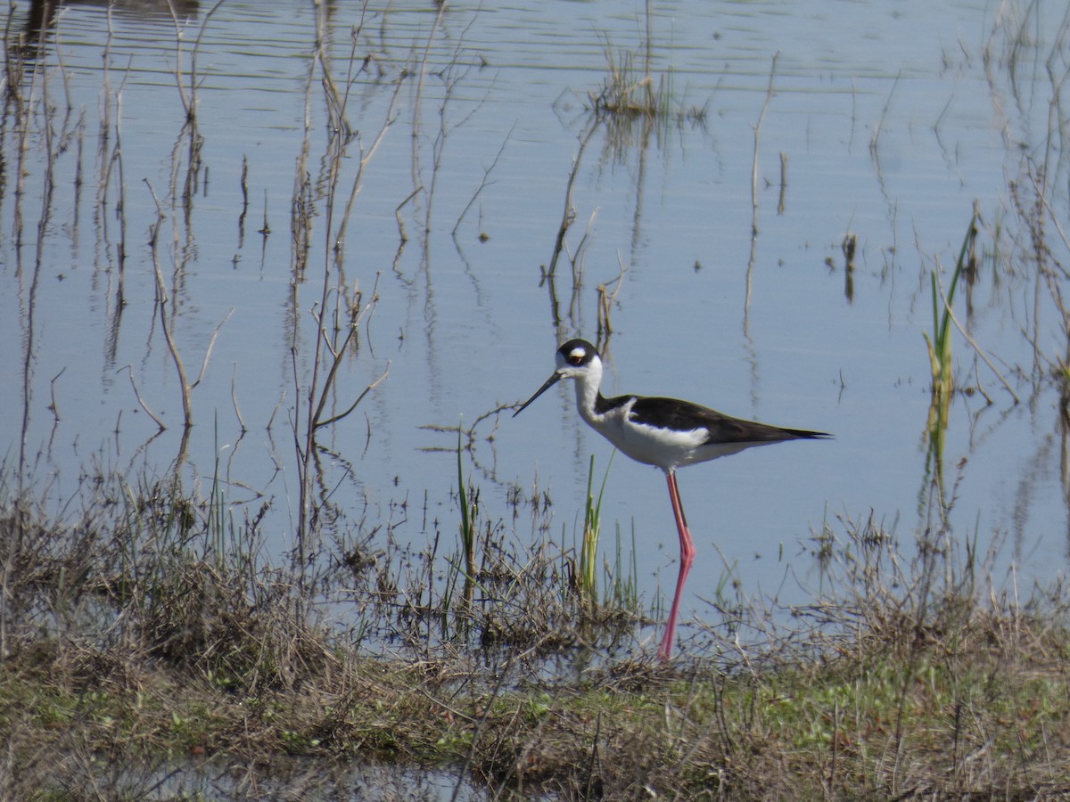 Black-necked Stilt - Barry Mast