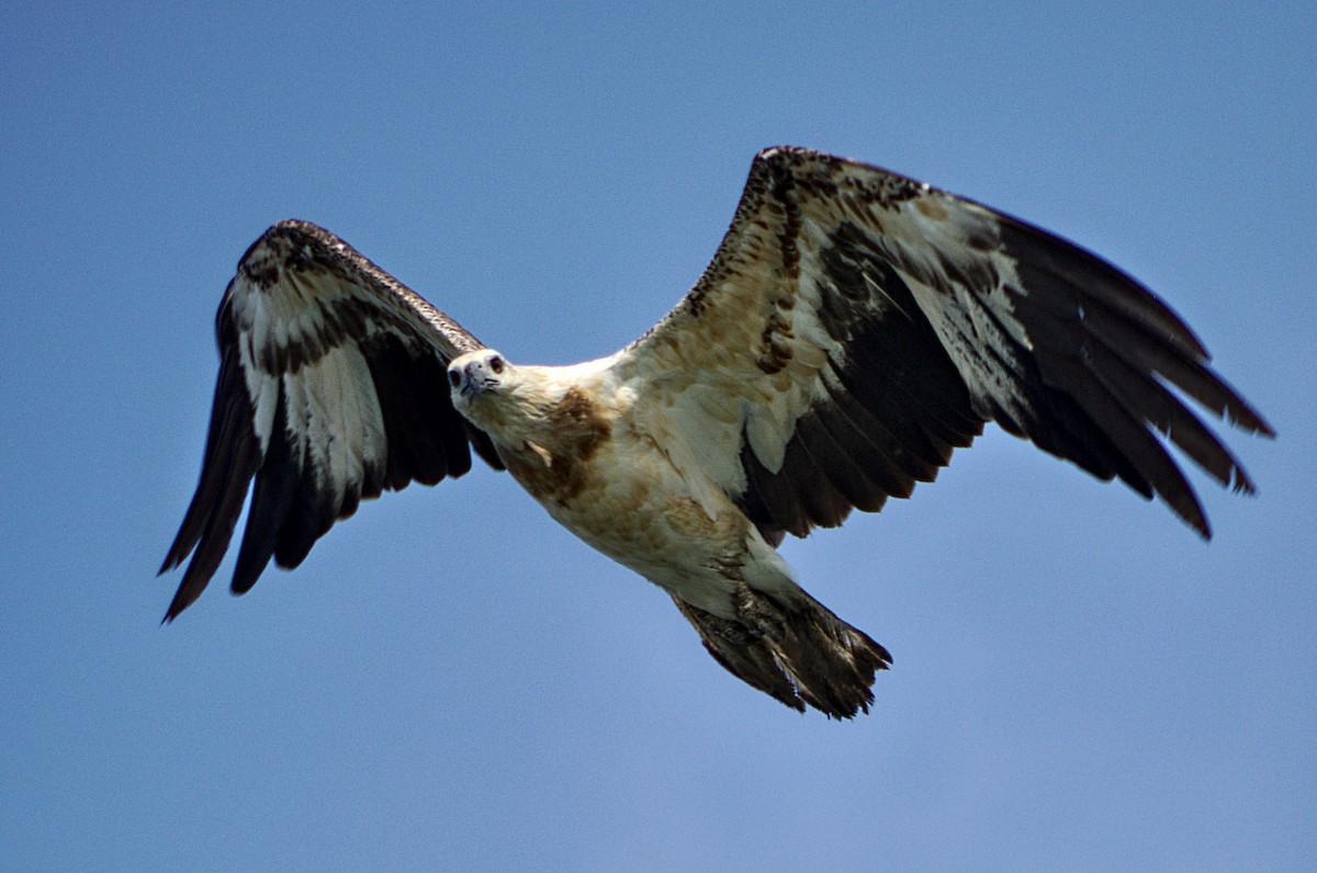 White-bellied Sea-Eagle - Subash Jeyan