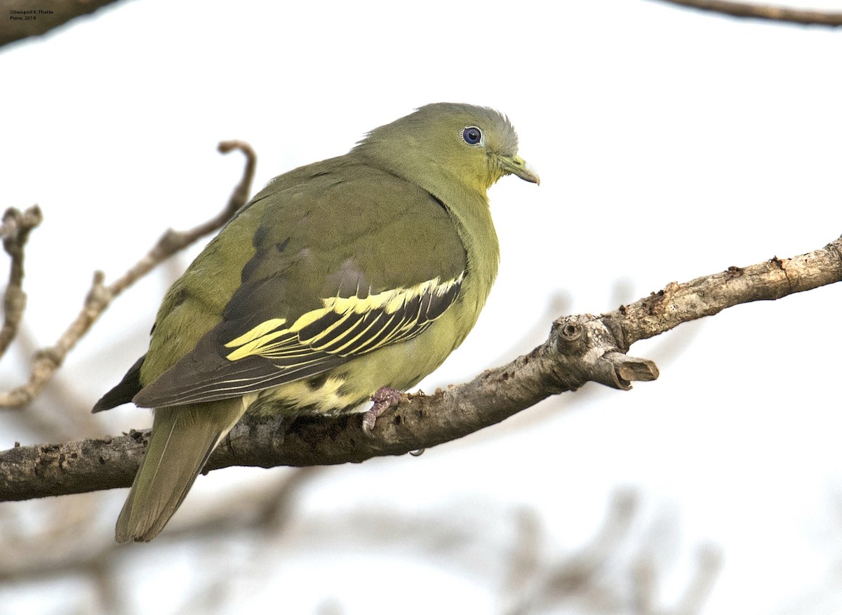 Gray-fronted Green-Pigeon - ML95854431