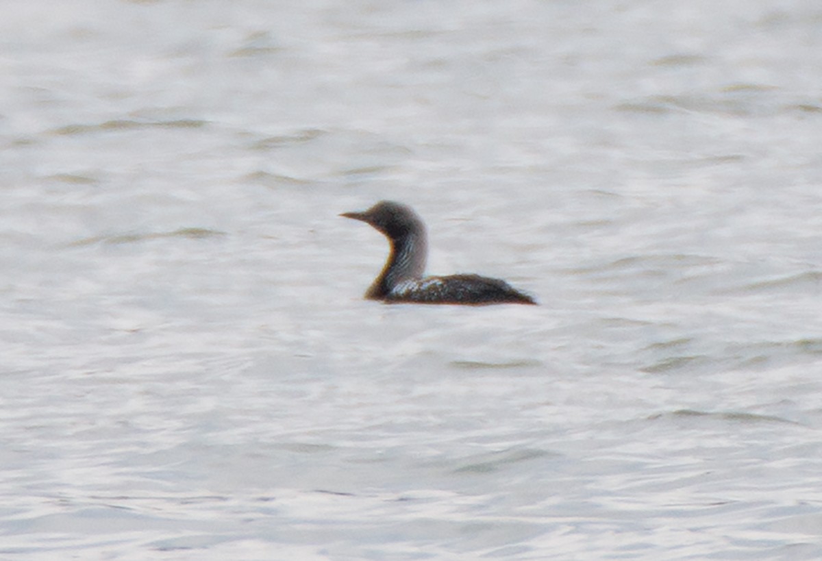 Pacific Loon - ML95854441