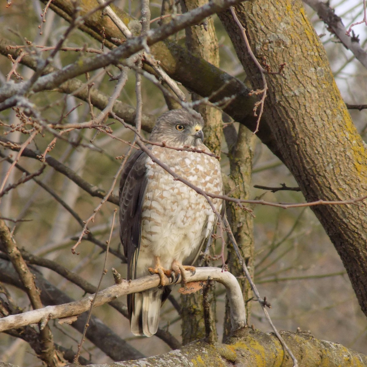 Broad-winged Hawk - ML95855381