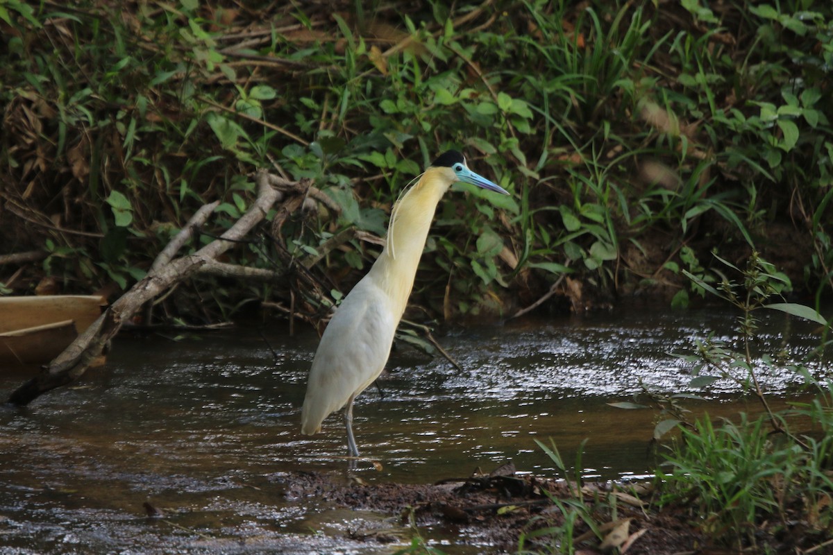 Capped Heron - ML95856361