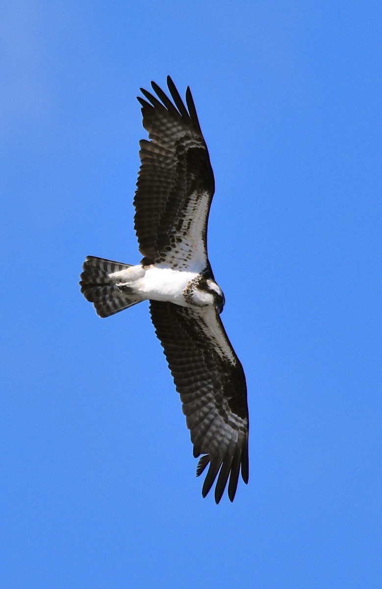 Osprey - COA Club d'ornithologie d'Ahuntsic