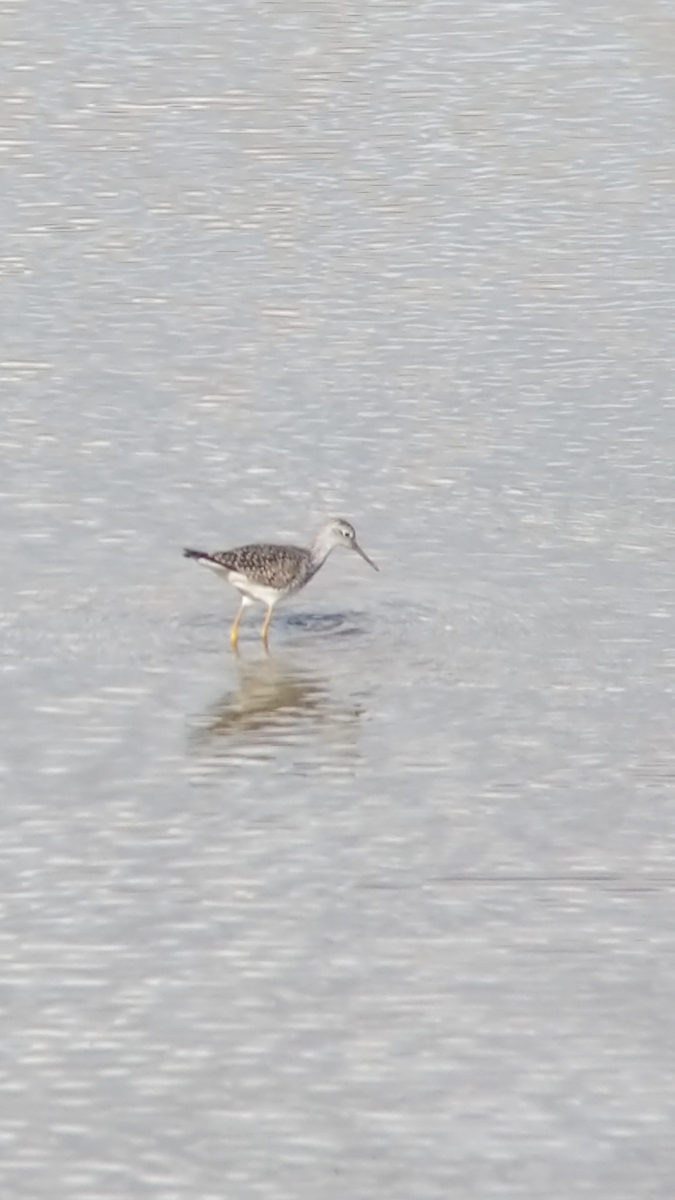 Lesser Yellowlegs - Katherine W