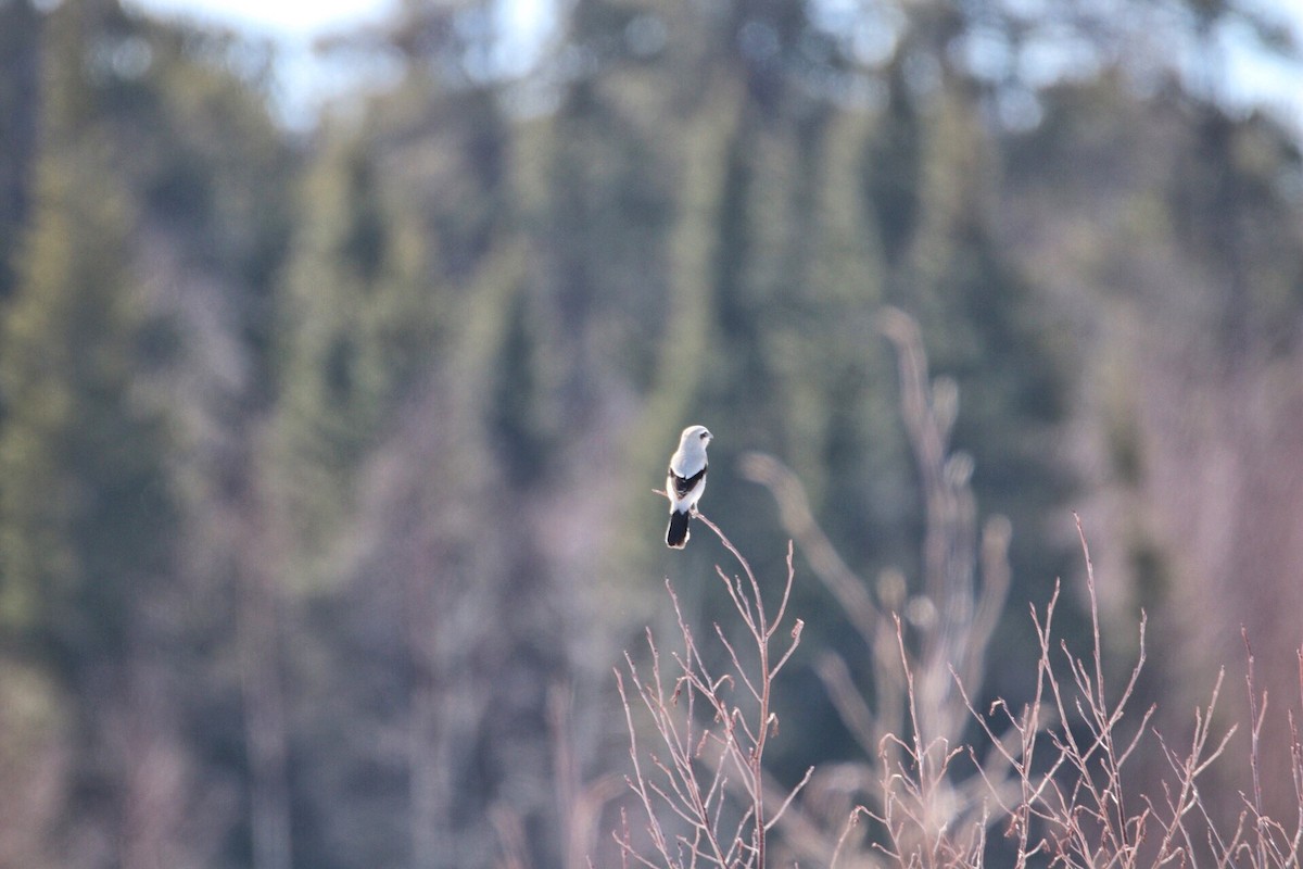 Northern Shrike - ML95861671