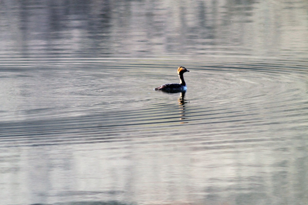 Horned Grebe - ML95864541