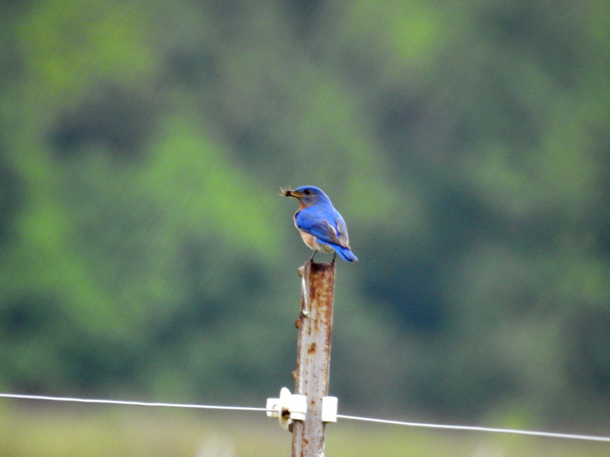 Eastern Bluebird - Michael Musumeche