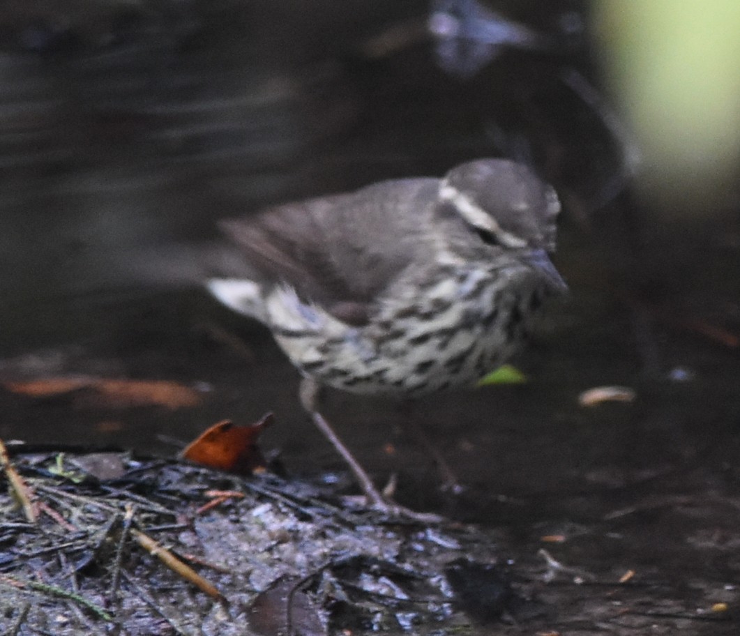 Northern Waterthrush - Joe MDO