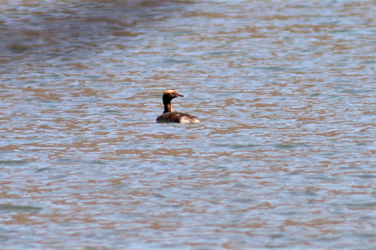 Horned Grebe - ML95865161