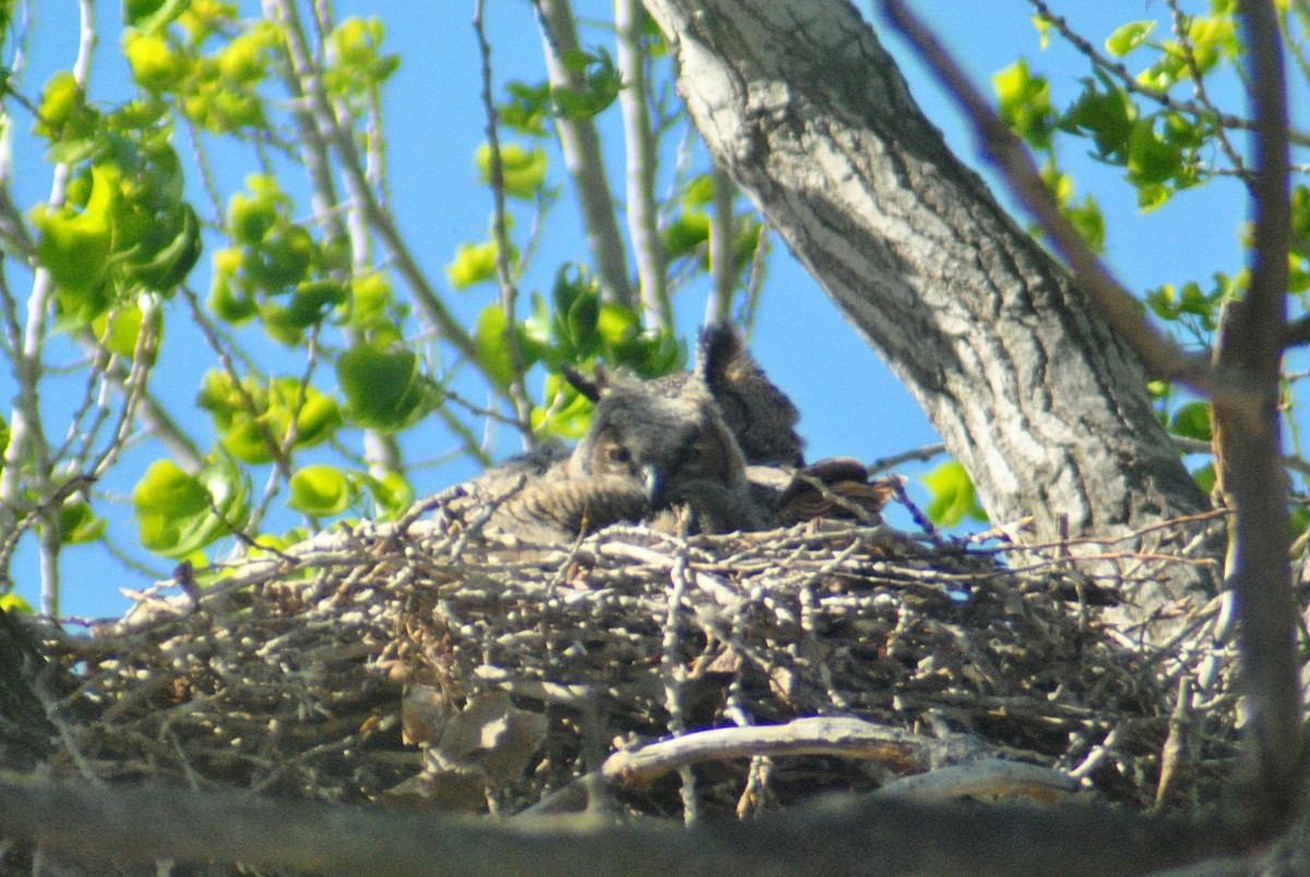 Great Horned Owl - ML95865751