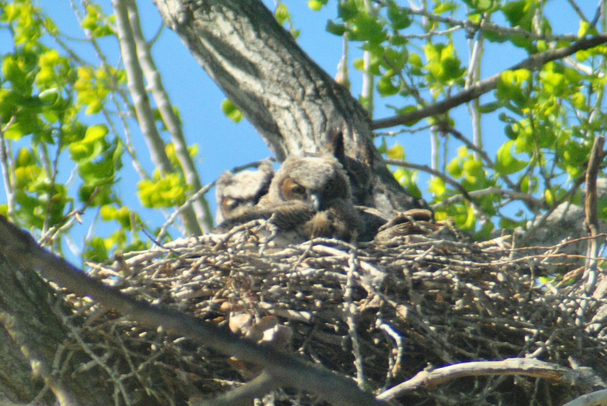 Great Horned Owl - Sean Cozart