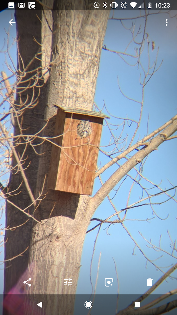 Western Screech-Owl - Katherine W