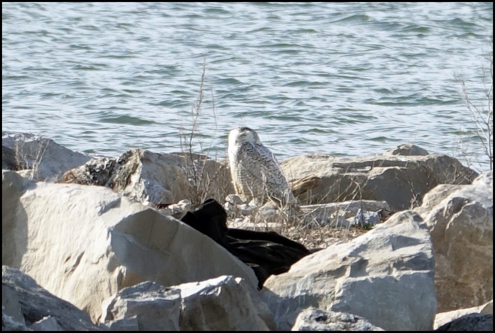 Snowy Owl - ML95868961