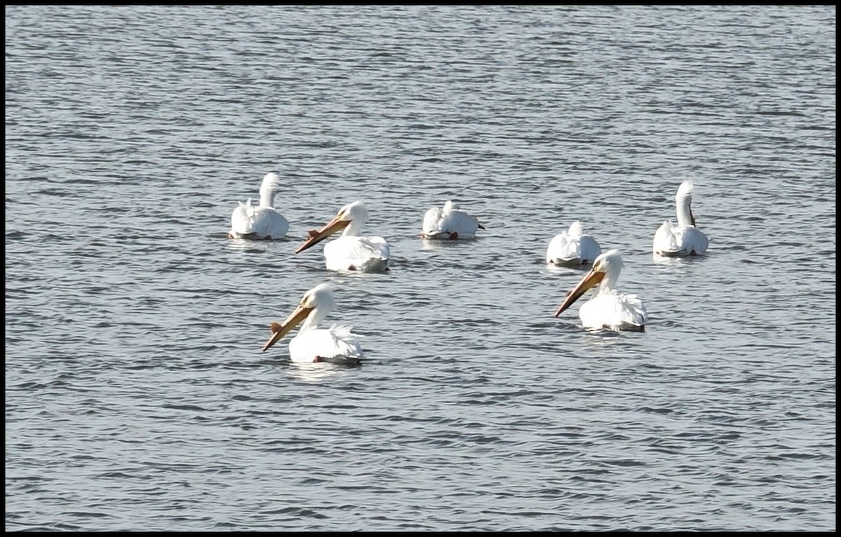 American White Pelican - ML95869051