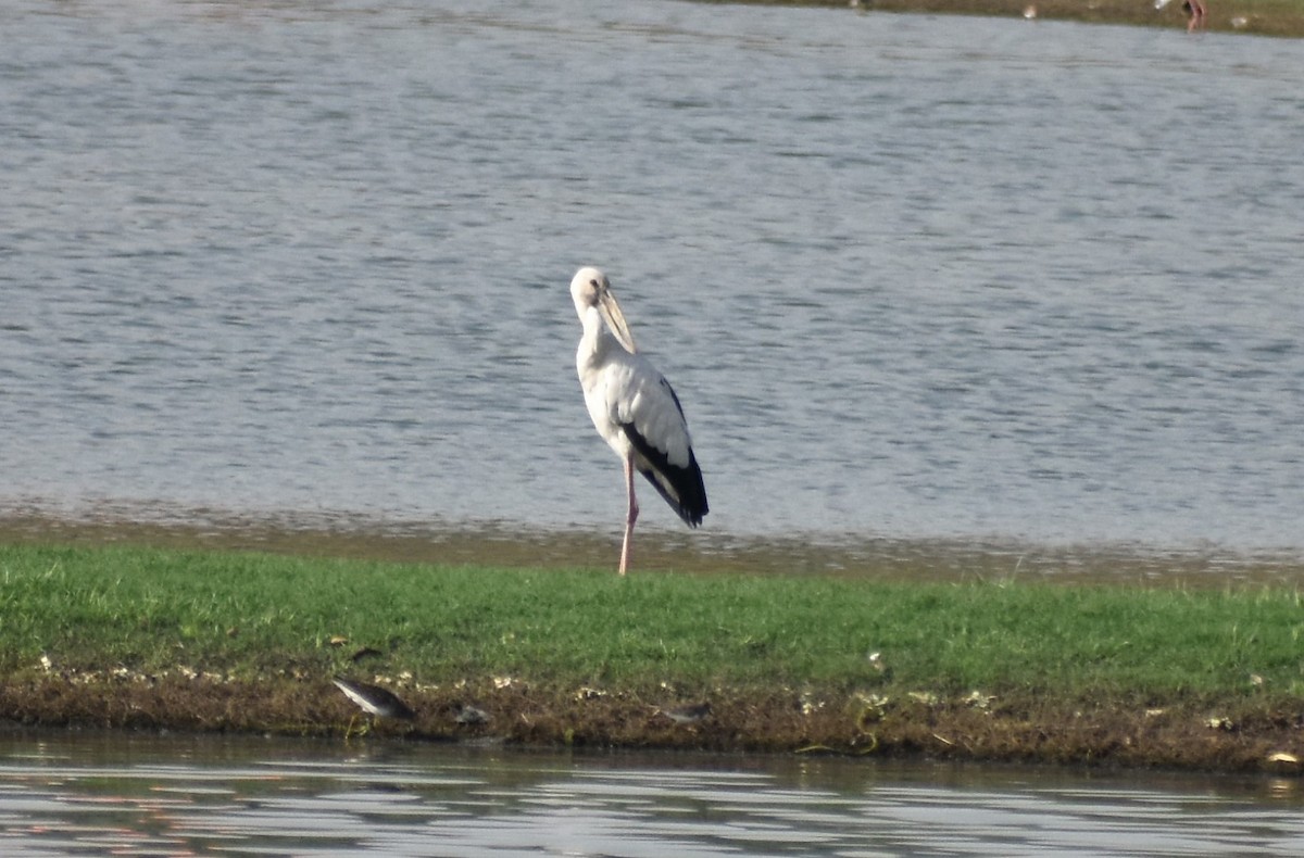 Asian Openbill - S M  SUNDARAM