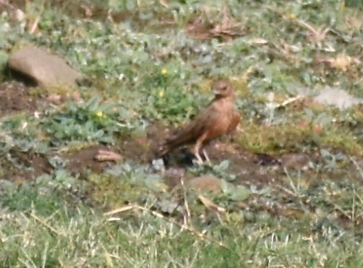 Rufous-tailed Lark - ML95869791