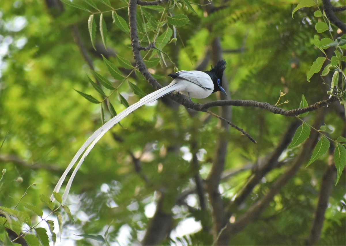 Indian Paradise-Flycatcher - ML95869831