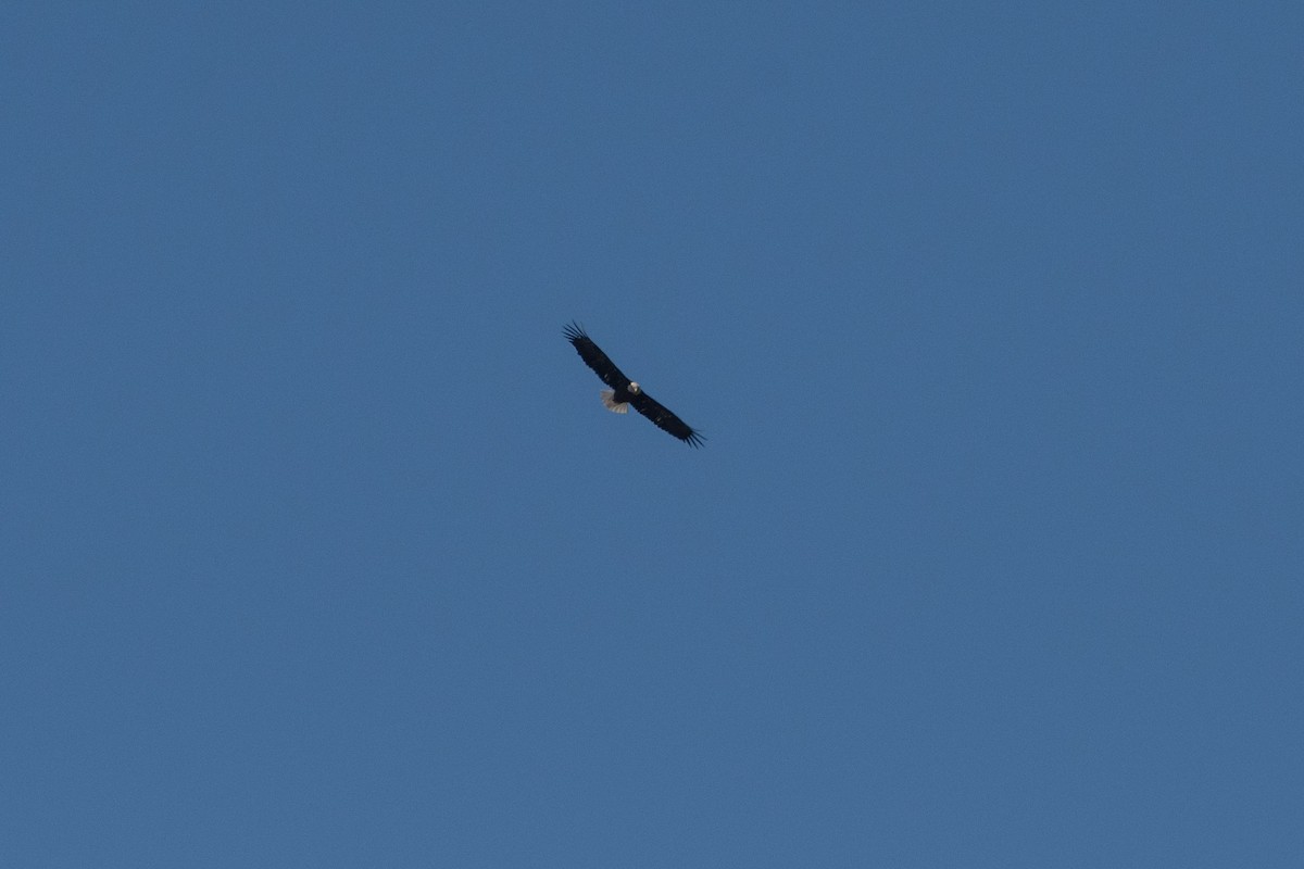 Bald Eagle - ML95869901