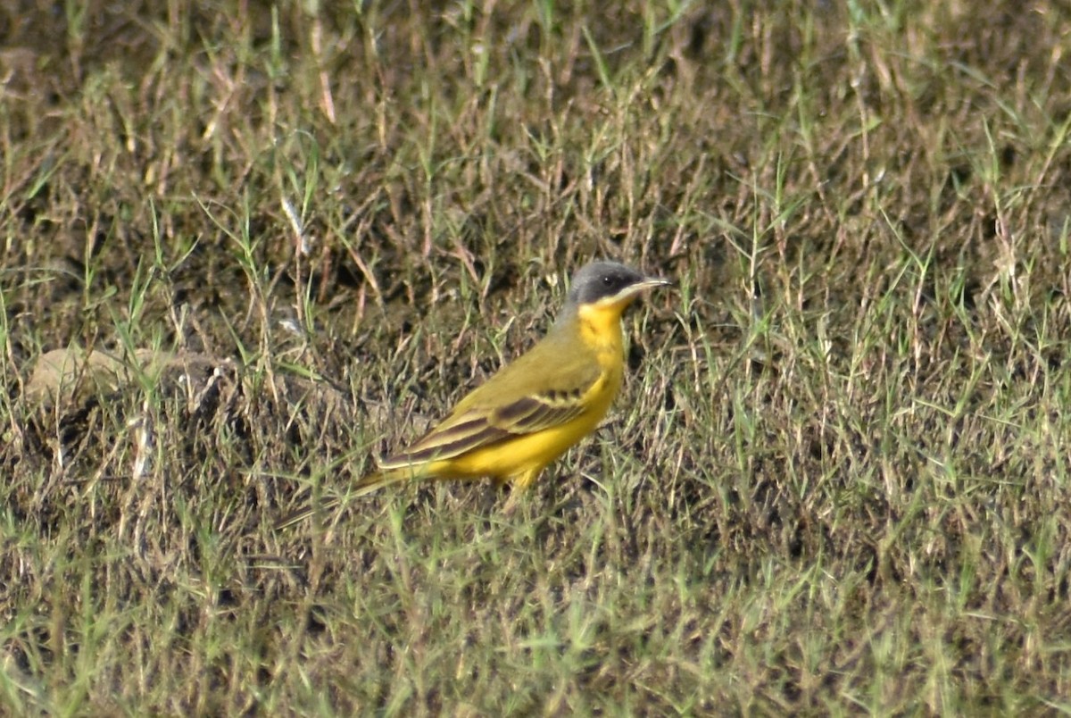 Western Yellow Wagtail - ML95870031