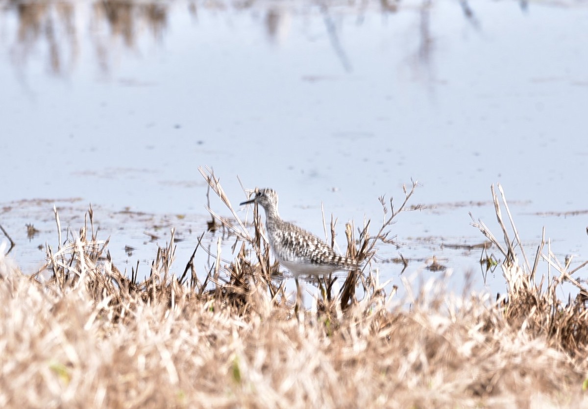 Marsh Sandpiper - ML95870161