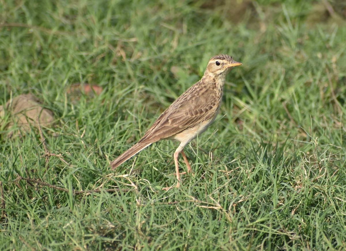 Paddyfield Pipit - ML95870181