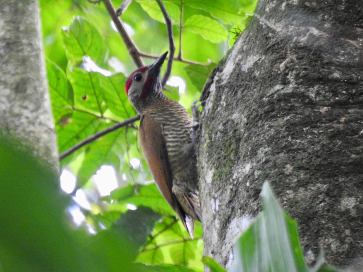 Golden-olive Woodpecker - ML95871261