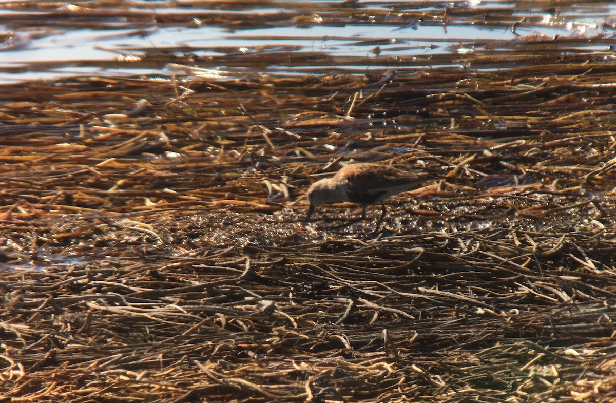 Dunlin - ML95871461