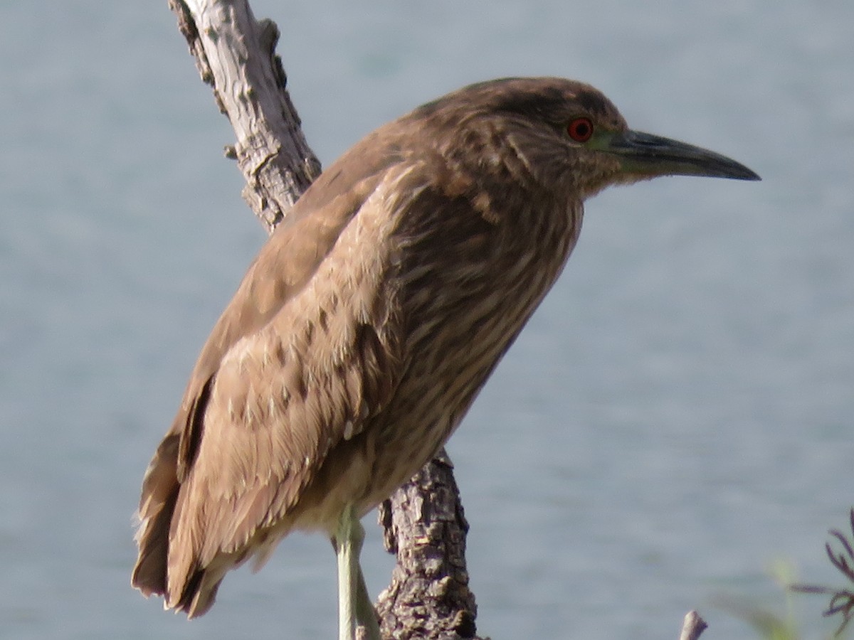 Black-crowned Night Heron - ML95872311