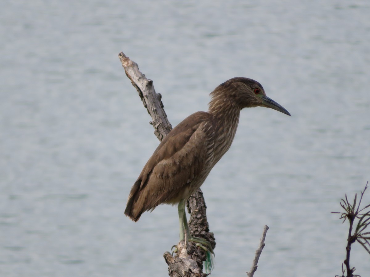 Black-crowned Night Heron - ML95872351