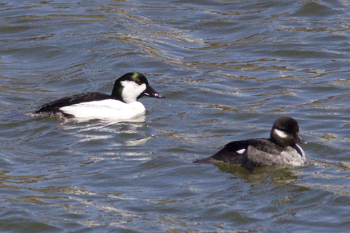Bufflehead x Common Goldeneye (hybrid) - Joel Wagner