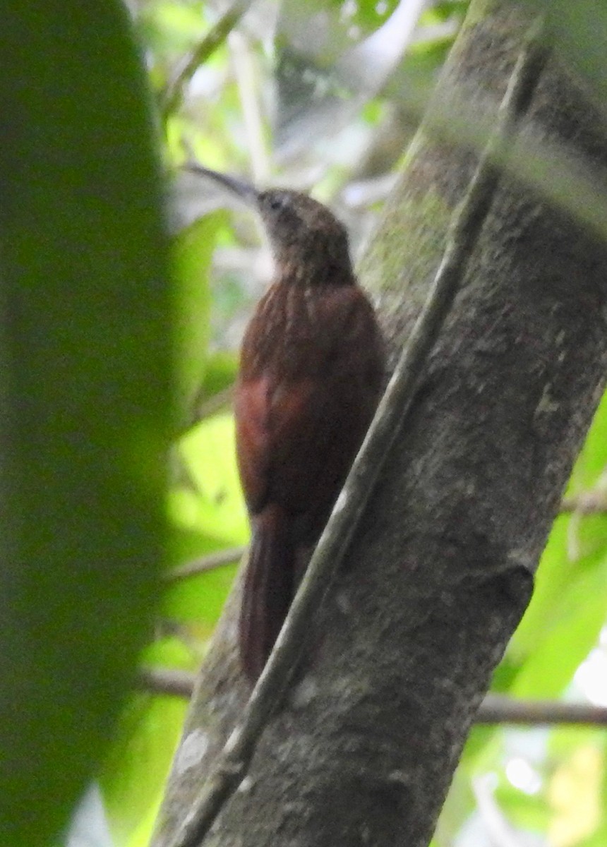 Cocoa Woodcreeper - ML95872831