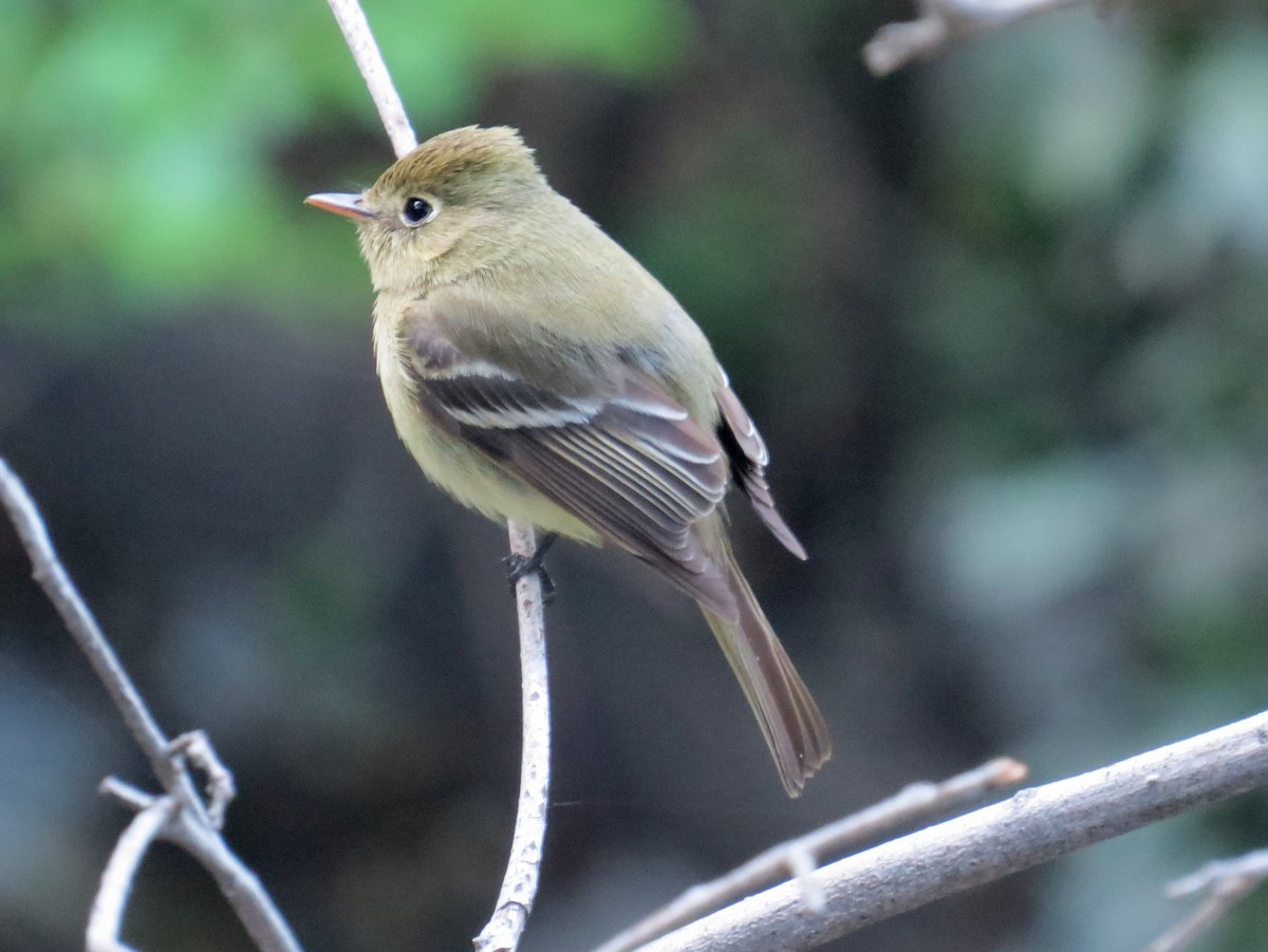 Western Flycatcher (Pacific-slope) - ML95876751