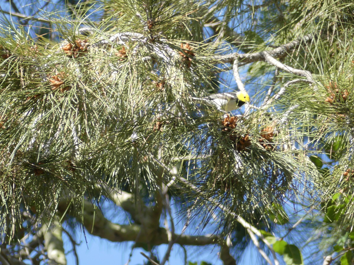 Hermit Warbler - ML95878111