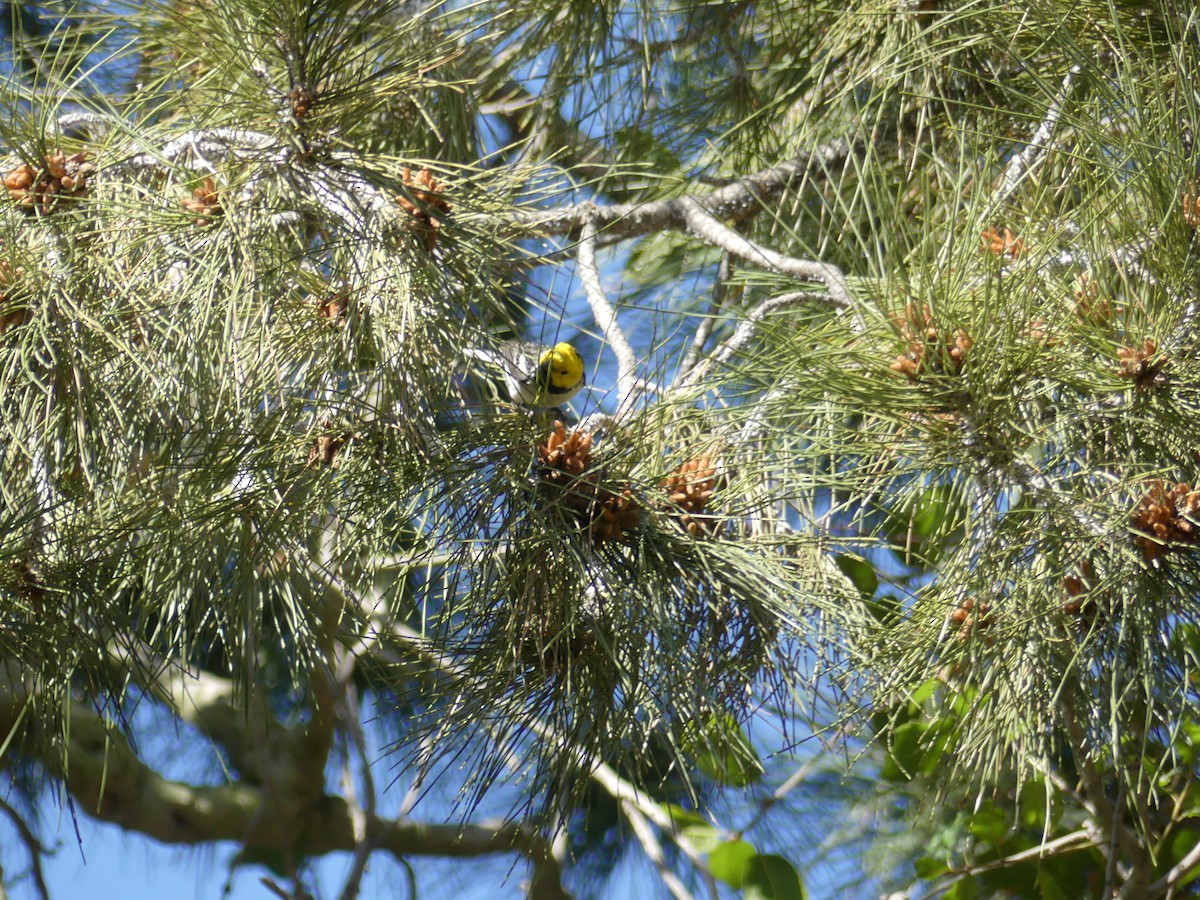 Hermit Warbler - ML95878381