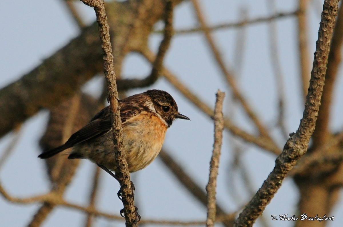 European Stonechat - ML95878461