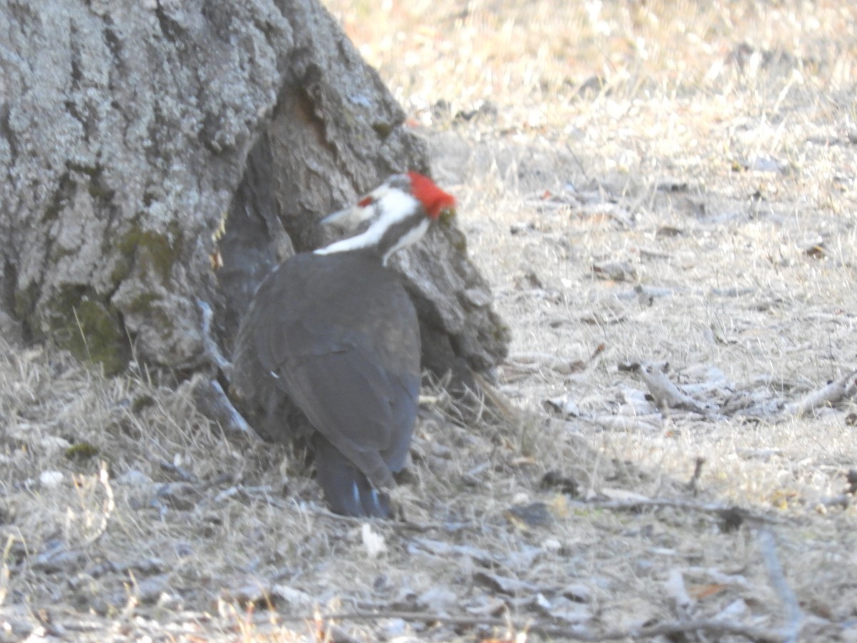 Pileated Woodpecker - ML95878601
