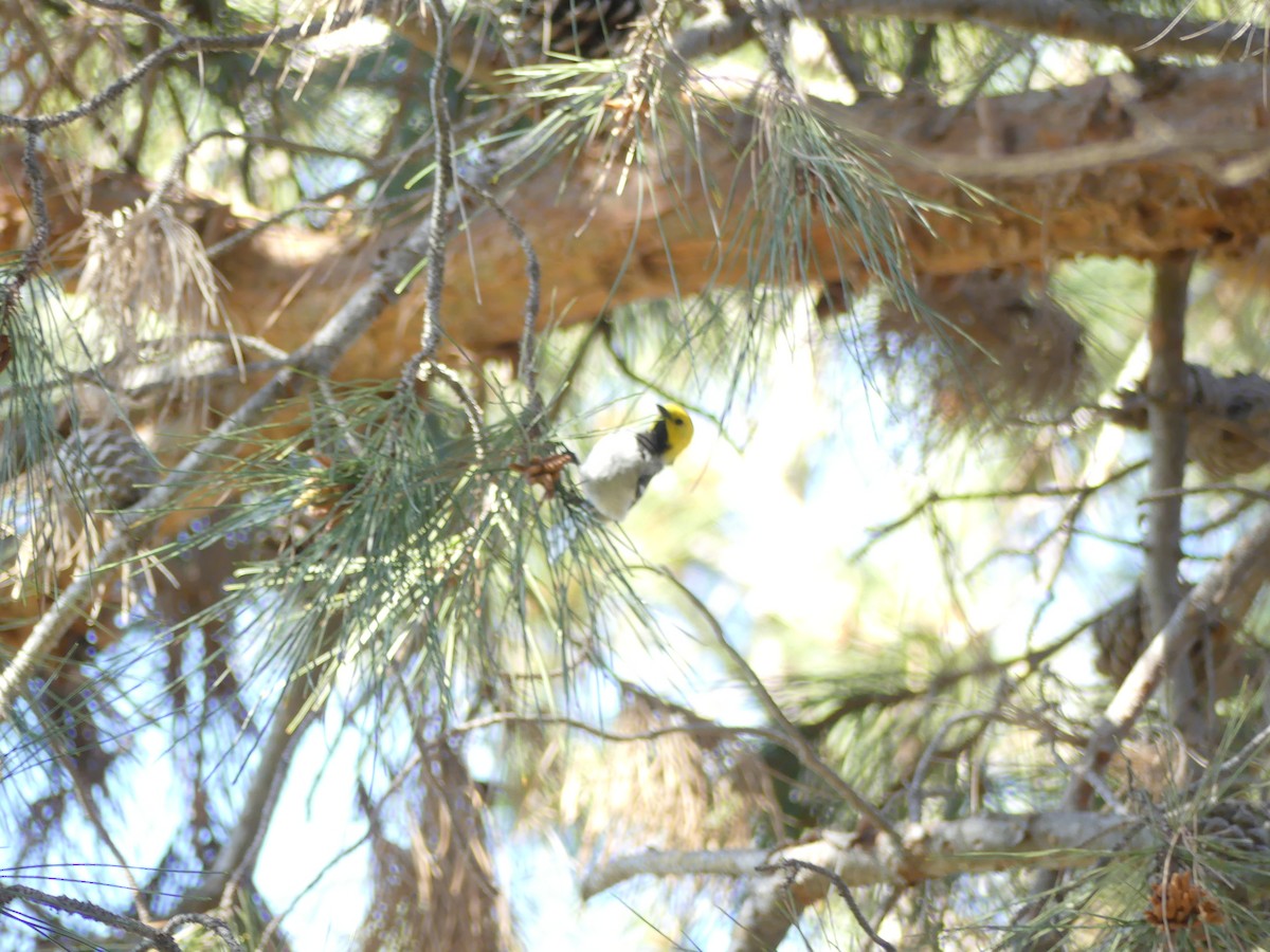 Hermit Warbler - Walter Piper