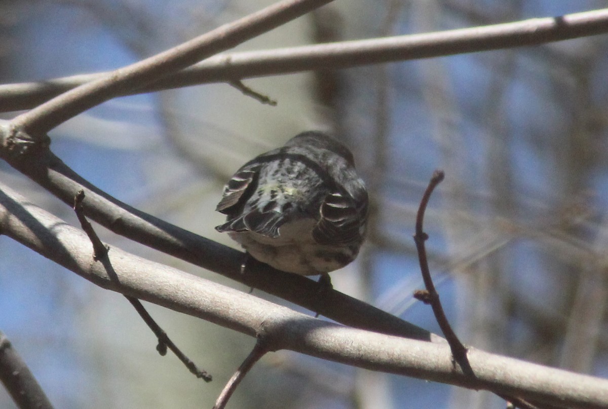 Yellow-rumped x Yellow-throated Warbler (hybrid) - ML95882571